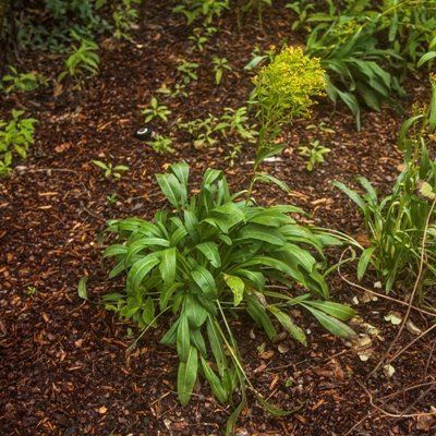 Ohio Goldenrod